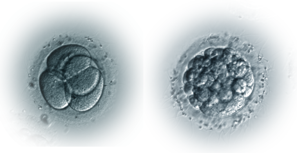 2d 1024x530 - Развитие эмбрионов