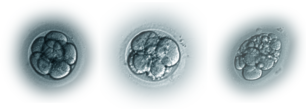 3d 1024x366 - Развитие эмбрионов
