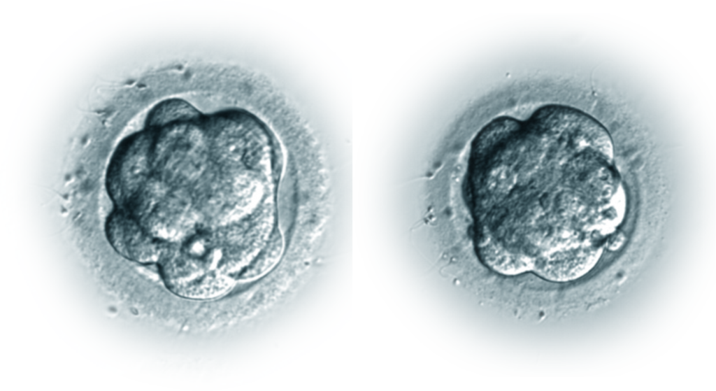 4d 1024x559 - Развитие эмбрионов