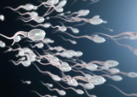 Spermogramma 270x191 - Спермограмма: показатели нормы